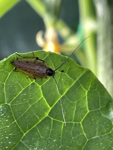 Dusky Cockroach