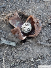 Prosopanche americana