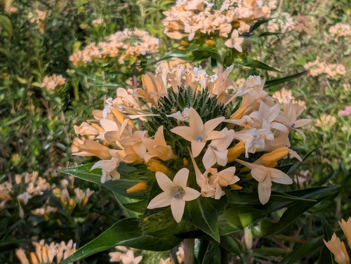 Grand Collomia