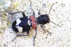 Clerus mutillarius