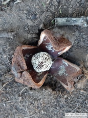 Prosopanche americana