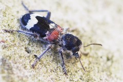 Clerus mutillarius