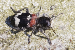 Clerus mutillarius
