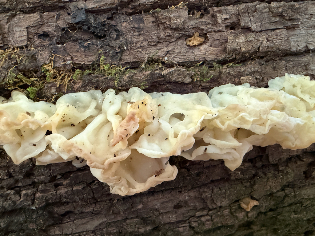 white jelly fungus · June 2026 · photo: Photo: (c) Kevin, some rights reserved (CC BY) · iNaturalist