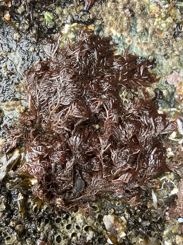 Plocamium violaceum observed 2026-06-19