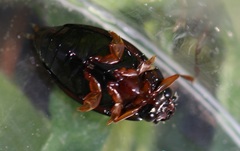 Gyrinus substriatus