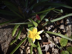 Tulipa urumiensis