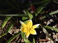 Tulipa urumiensis