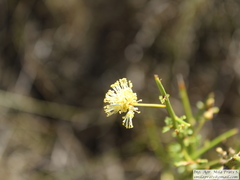 Prosopidastrum angusticarpum