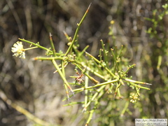 Prosopidastrum angusticarpum