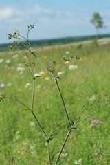 Bupleurum longiradiatum
