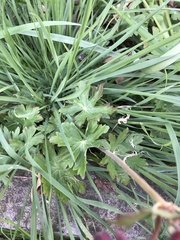 Geranium macrorrhizum