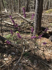 Daphne mezereum