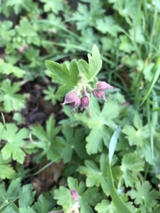 Geranium macrorrhizum
