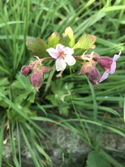 Geranium macrorrhizum