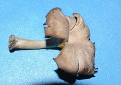 Pseudoarmillariella ectypoides