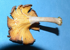 Pseudoarmillariella ectypoides