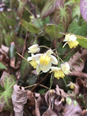 Epimedium × versicolor