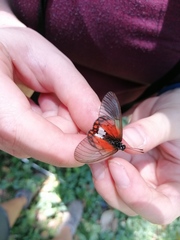 Acraea leucographa