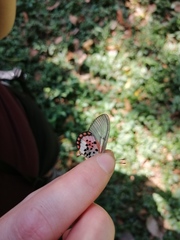 Acraea leucographa