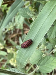 Mahanarva