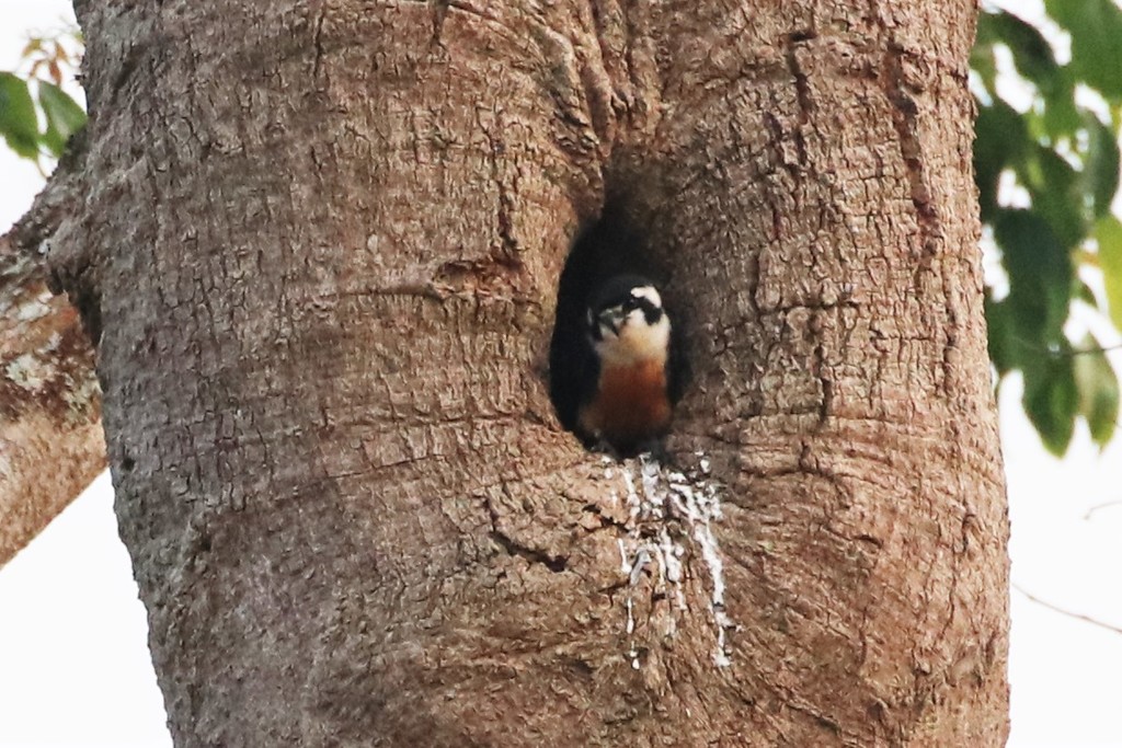 Black-Thighed Falconet