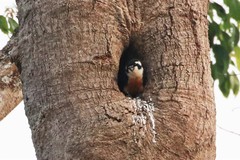 Black-Thighed Falconet photo 1