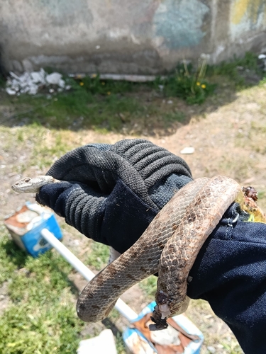Spotted Whip Snake