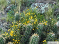 Senna aphylla