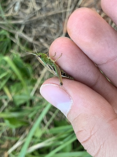 Meadow Grasshopper