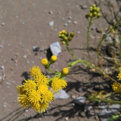 Senecio subumbellatus