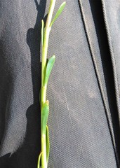 Senecio subumbellatus