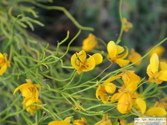 Senna aphylla