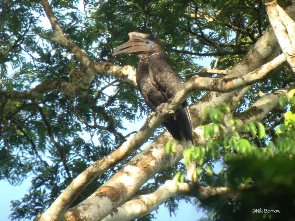 Yellow-Casqued Hornbill