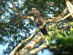 Yellow-Casqued Hornbill photo 1