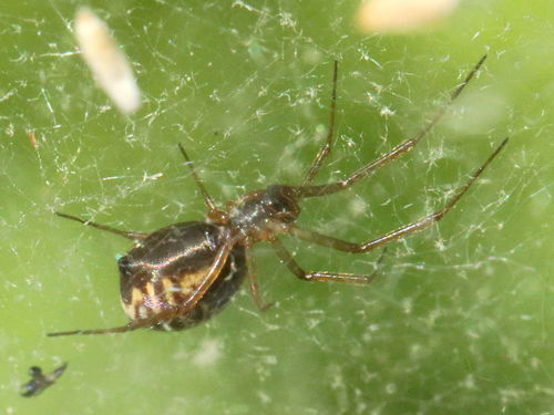 Bowl and doily spider