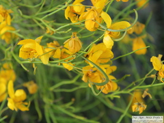 Senna aphylla