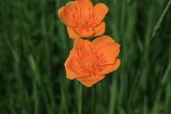 Trollius ledebourii