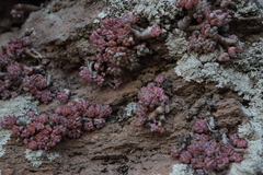 Graptopetalum pachyphyllum