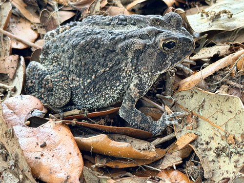 Southern Toad