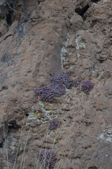 Graptopetalum pachyphyllum