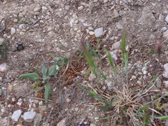 Hordeum murinum leporinum