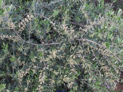 Olea europaea