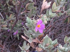 Cistus albidus