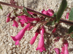 Penstemon clevelandii clevelandii