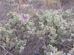 Cistus albidus