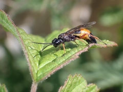 Allantus calceatus