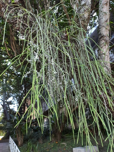 Rhipsalis lindbergiana, photograph 3