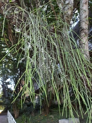 Rhipsalis lindbergiana, photograph (c) Paulo Nogueira, some rights reserved (CC BY)