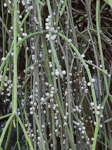 Rhipsalis lindbergiana, photograph 4